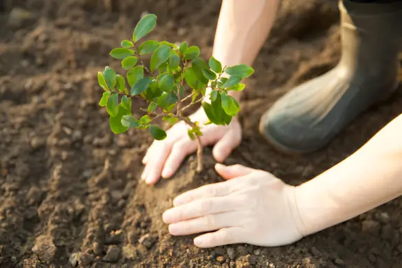 Planting - 4 VIEWS LANDSCAPE