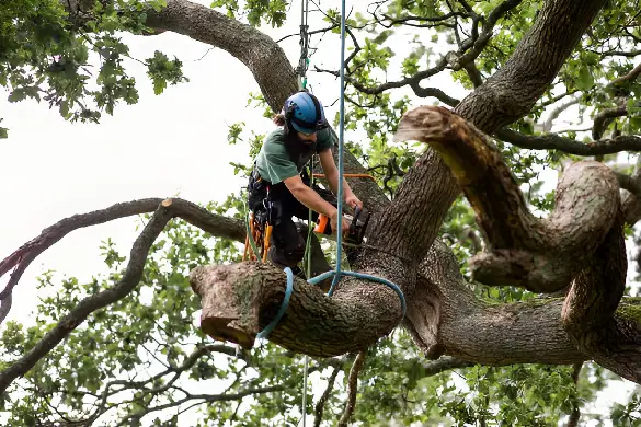 Tree Removal - 4 VIEWS LANDSCAPE